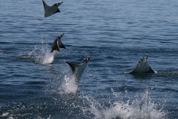 The crazy antics of these Mabula Rays (a type of smaller manta ray) kept us entertained on several occasions. Again, Heidi