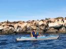 Heidi kayaking with the sea lions in Monterey Harbor.