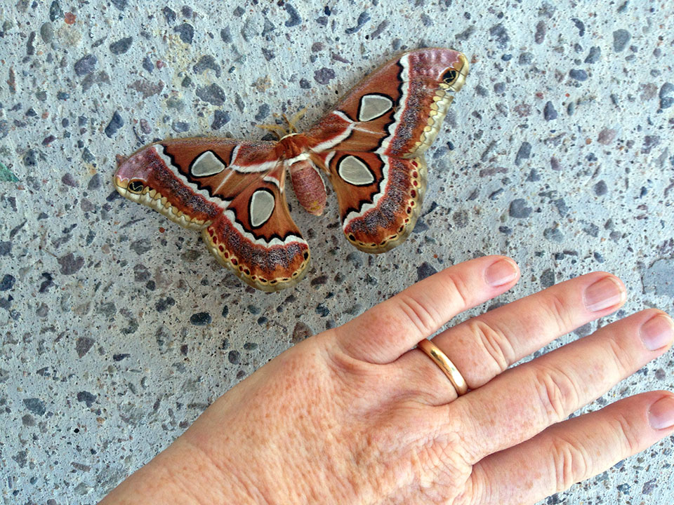 Giant Silk Moths were everywhere just after the hurricane. The cats loved chasing them (thanks Boni for the hand model!)
