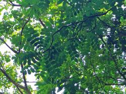 Looking up at the lush jungle foliage to see natural geometric shapes. The leaves growing in a circular pattern are so unique! Anyone know what this tree is?