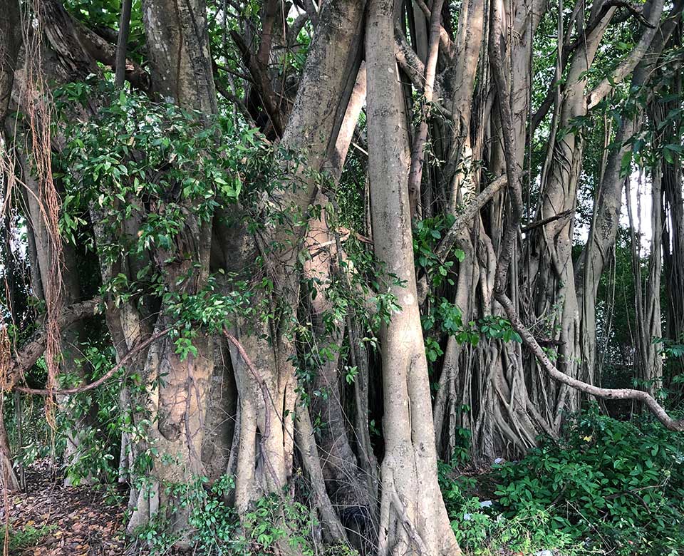 Banyan trees in the jungle...