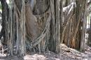 Monstrous Banyan trees are found all over PV with their roots and trunks merging into one.  Roots actually grow down from the branches until they reach the earth and take root. New roots fill in becoming trunk-like, supporting the large branches.
