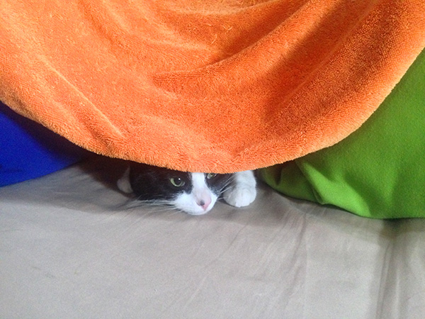 We experienced a 24-hour period of thunder, lightening, and rain which was actually a welcome break from the heat (did Heidi just say that?!) Tikka was not happy, so we made her a fort to hide out from the loud thunder booms all day long. [Note: Tikka