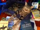 Tosh, our "cat-dog" (who fetches, and follows us everywhere!) trying to decide which book to chew on next. He says "The Zanzibar Chest" and "One Spirit Medicine" are both pretty tasty! :-D