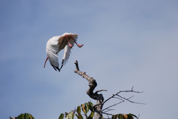 stork in flight