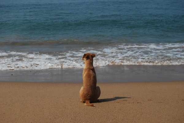 Pup waiting for her surfer to return