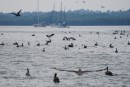 Pelicans and Frigates everywhere!  heading into the lagoon after weekend in Cuastecomate
