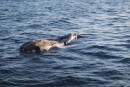 Dead Humpback whale in Banderas Bay