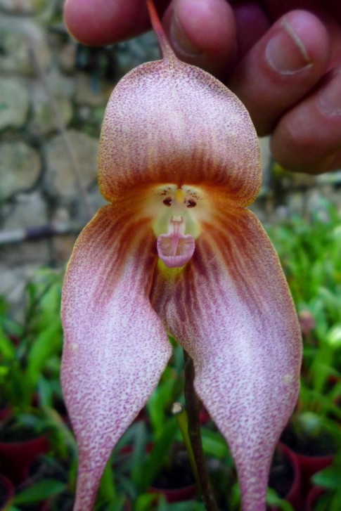 Monkey Face Orchid...well named!