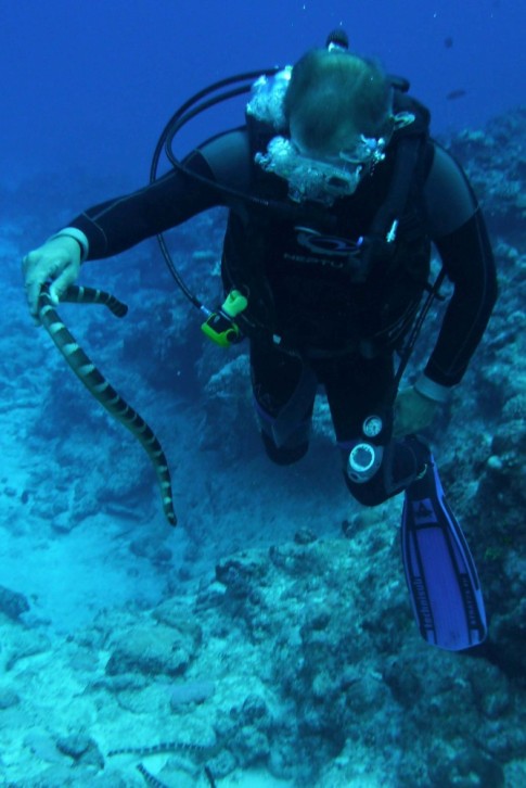 The sea snakes are extremely poisonous, but luckily the are quite docile