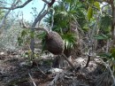 We had seen a number of these termite mounds on the ground but this was the first one we saw up on a tree.