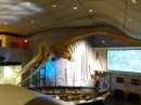 This whale skeleton was a sperm whale that died on the beach in 1991.  They think he had an infection from an impacted tooth.