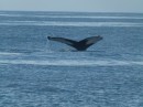 We were lucky enough to see a number of whales on the way to Nantucket.  Bill was able to get this great picture.