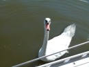 After we left Block Island we took the boat to East Greenwich and stayed in a marina for a few days. This swan surprised us by swimming over to our boat.