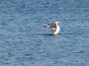 I never did figure out what this bird was but it had a very distinctive manner on the water.