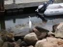 A Snowy Egret looking for breakfast.