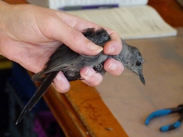 We happened into the bird banding laboratory.  They showed us how they catch birds, like this juvenile catbird.  They then showed us how they band them.