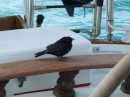 Our last anchorage was Great Sale Cay.  The most memorable part of the time we spent there was this little bird who just wanted to be out of the wind.  He was inside the boat a couple of times. Luckily someone else was feeding him so he stopped coming by to see us.  We really enjoyed our time in the Bahamas and know we will be back again.  