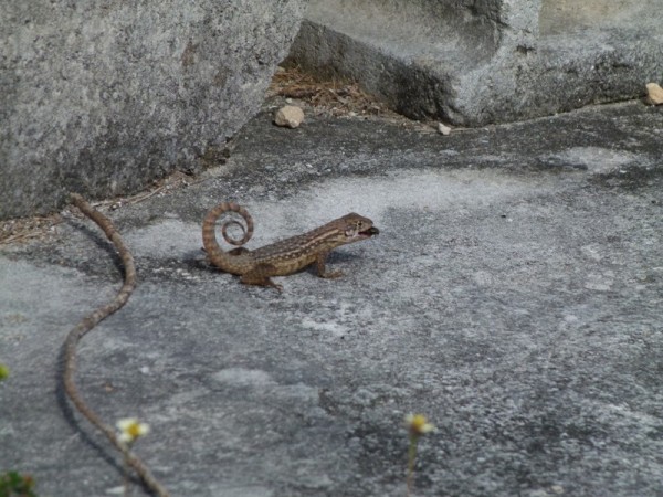 Once we got to Marsh Harbour we went into the town to explore. It was the only place we were the entire trip that had a traffic light. Of course there were lizards too. This curlytail had caught a bug!