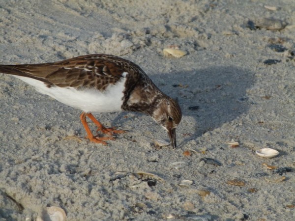 We got to walk on the beach a bit in Wrightsville Beach. We saw some shore birds there. 