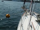 In case you have no idea what a mooring looks like - here we are on the mooring ball in New Bedford. It