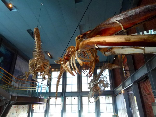 We went to the Whaling Museum.  New Bedford was a major whaling town.  Here are some whale skeletons hanging from the ceiling.