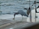 This bird is eating a shrimp that he caught.