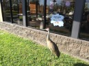 This picture was just too funny to pass up.  We stopped at a Burger King in Florida. This beautiful bird was standing by the door. I