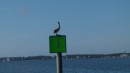 We were seeing pelicans again. They are my favorite birds. I love how they fly and how they hit the water.