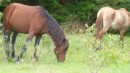 There are lots of wild ponies that we came across.  