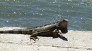 This iguana was sitting on the wall next to where we tied our dinghy.