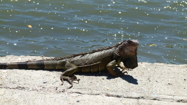This iguana was sitting on the wall next to where we tied our dinghy.