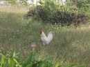 The Bahamas are full of chickens and roosters running around. No album is complete without a picture of them.