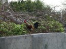 We walked all over Rock Sound.  All of these Bahamian towns have roosters and chickens running around. Bill managed to get a good picture of one.