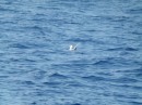We sailed from the Exumas to Rock Sound in Eleuthera. We had to cross the Exuma Sound. I am not much of a birder, and there weren