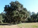 The trees in Georgia are beautiful too!  There is just as much Spanish Moss here, if not more.  This tree was at Fort Frederica - the archeological ruins site we stopped at for a visit.
