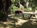 We anchored next to Cumberland Island where they have a national park.  There are wild horses wandering around. We only saw two, but we saw enough droppings to think there are probably more!