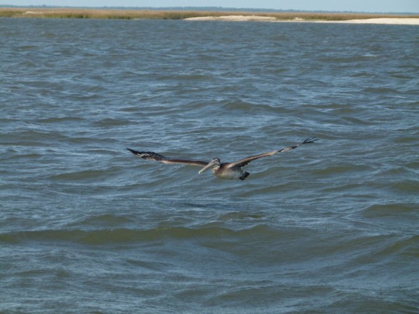 This is my favorite bird now though - the pelicans are everywhere and are so very graceful.