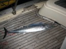 We were finally catching fish. Nice looking wahoo. Now we have fish coming out the wazoo!