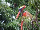 Beautiful Parrots, El Salvador
