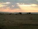 Cows on the beach in El Salvador