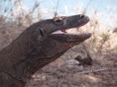 The Komodo dragon showing it deadly saliva