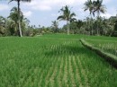 Rice terraces.