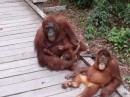 Casual orangutans