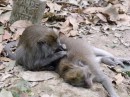 Grooming time at the Sacred Monkey Forest Sanctuary in Ubud.