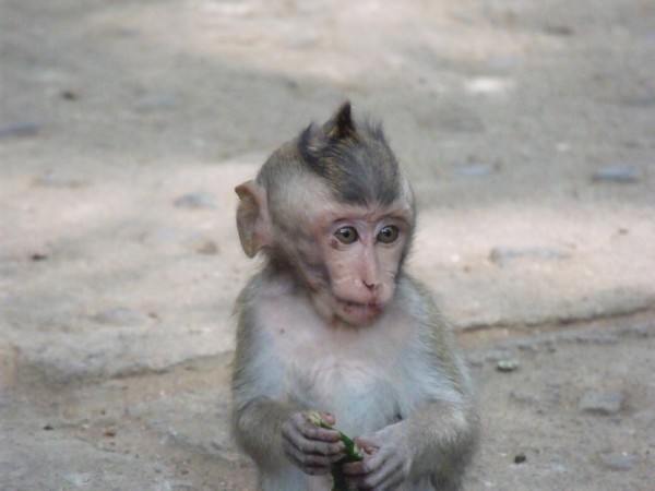 Baby Balinese macaques. They are not so innocent! 