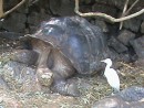 Giant tortoise and egret grabbing some tasty bugs flying around