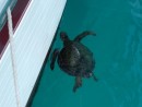 This green sea turtle was helping clean algae off the hull. It saved me some work the next day when I had to scrub it clean
