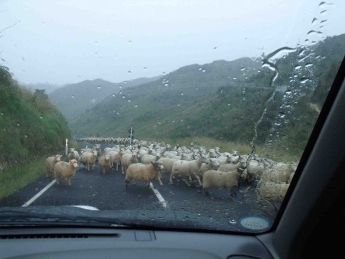 Rush hour in New Zealand