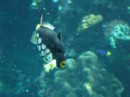 Colourful triggerfish